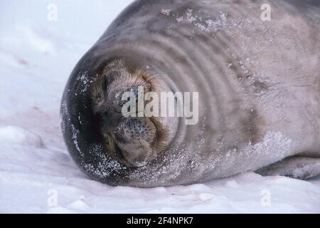 ANTARTIDE - WEDDELL SIGILLO ADDORMENTATO SUL GHIACCIO MARINO A MCMURDO SUONO. Foto Stock