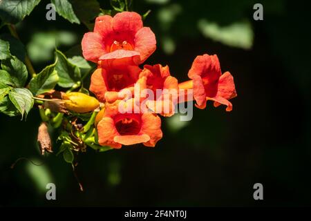 Fiori rossi di Campsis grandiflora lungo la strada in fiore durante l'estate su sfondo scuro. Campsis grandiflora, comunemente conosciuto come il cinese Foto Stock