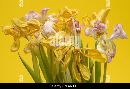 bei tulipani asciutti e appassiti su sfondo giallo Foto Stock