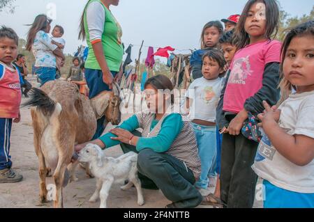 Chaco. Argentino. 15-01-2019. Gli indigeni si riuniscono nella comunità mentre una donna sta aiutando una capra nata a ricevere latte dalla madre in CH Foto Stock