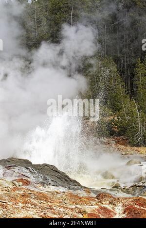 Steamboat Geyser eruzione nel Norris Geyser BasinYellowstone National Park Wyoming. USA LA006801 Foto Stock