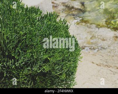 Motar, Critmum maritimum, samphire di roccia o finocchio di mare, commestibile e deliziosa pianta verde mediterranea Foto Stock