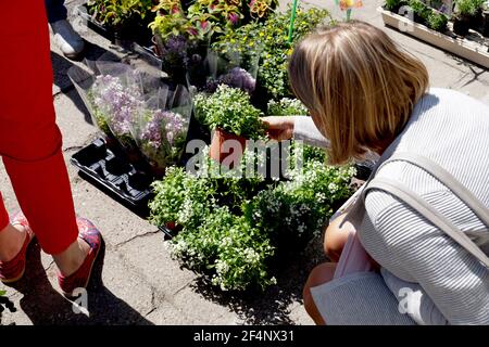 Shopping primaverile al negozio giardino. Donna che acquista fiori in vaso. Foto Stock
