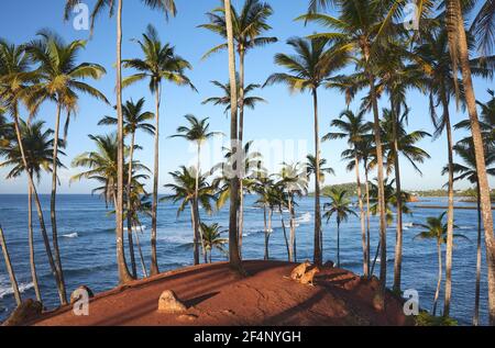Palme da cocco e due cani su una spiaggia tropicale all'alba, Sri Lanka. Foto Stock
