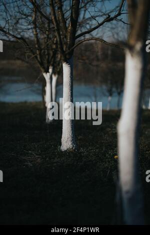 Ripresa verticale di tronchi di alberi sottili in una giornata cupa all'aperto Foto Stock