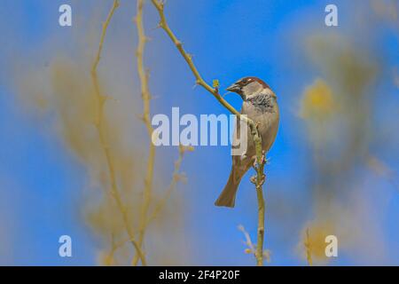 Uccello nei rami di un albero di palo verde nel Tonibabi ejido nella Sierra la Madera, comune di Moctezuma, sonora, Messico ... (Foto di Luis Gutierrez / Foto Norte) Ave en las ramas de un arbol palo verde en el ejido Tonibabi en la Sierra la Madera, municipio de Moctezuma, sonora, Messico...(Foto di Luis Gutierrez/Norte Foto) Foto Stock