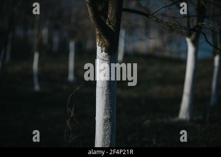 Un closeup di sottili tronchi d'albero in una giornata cupa all'aperto Foto Stock