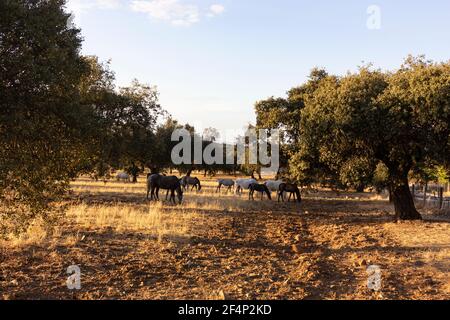 Cavalli nel campo di un villaggio in Andalusia sud Spagna Foto Stock