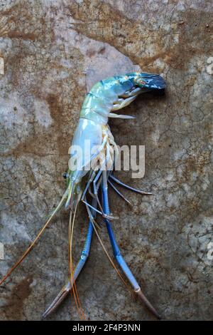 Acqua dolce vendita di gamberi di fiume gigante in vendita scampi di mercato nel mercato indiano del pesce Foto Stock