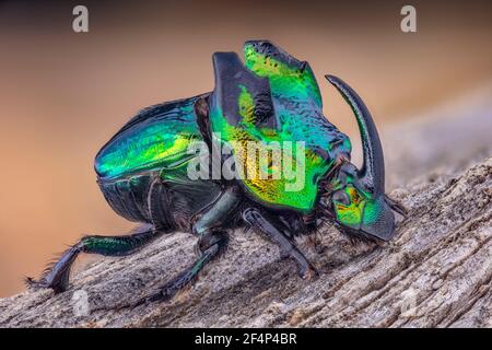 Horned Rhinoceros Scarab Dung Beetle, Phanaeus demone Foto Stock