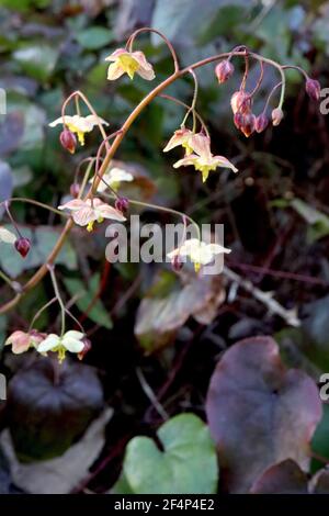 Epimedium pinnatum subsp colchicum ‘Mar Nero’ Colchian barrenwort Mar Nero – spray di fiori gialli venati rosa con denti gialli, marzo, Inghilterra, Foto Stock