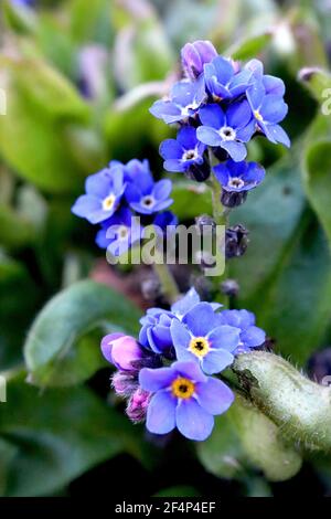 Myosotis sylvatica Blue Wood Forget-me-nots - fiori blu a forma di stella con centri gialli e bianchi, marzo, Inghilterra, Regno Unito Foto Stock