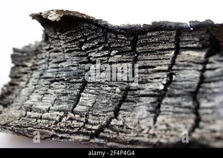 Legno bruciato, grigio bella cenere - su uno sfondo bianco, texture primo piano Foto Stock