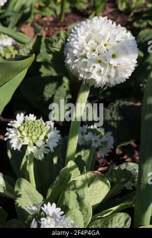 Primula denticulata ‘Alba’ batterone Primrose Alba – testa di fiore sferica bianca su stelo verticale, marzo, Inghilterra, Regno Unito Foto Stock
