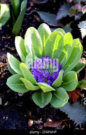 Primula denticulata ‘Blue’ batterista Primrose Blue - testa di fiore sferica viola emergente dalla rosetta a foglia di basale, marzo, Inghilterra, Regno Unito Foto Stock