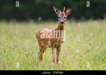 Roebuck giovane con piccole formiche irregolari Foto Stock