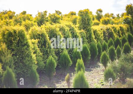 file di giovani conifere in serra con molto piante su piantagione Foto Stock