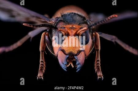 Hornet gigante asiatico, cornetto gigante giapponese, anche Hornet di Murder (Vespa mandarinia) Foto Stock