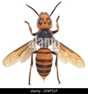 Hornet gigante asiatico, cornetto gigante giapponese, anche Hornet di Murder (Vespa mandarinia) Foto Stock