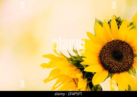 Girasole giallo e semi neri. Sfondo. Girasole pronto a fiorire con semi neri maturi su sfondo giallo. Spazio per il testo Foto Stock