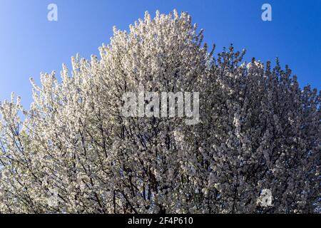 Il sole che sorge illumina un lato di un albero di pera Bradford in fiore (Pyrus calleryana). Foto Stock