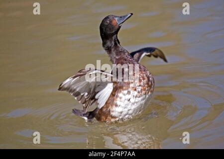 Un Female Baier's Pochard, alambstand Aythya bieri Foto Stock