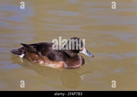 Un Female Baier's Pochard, Aythya bieri Foto Stock