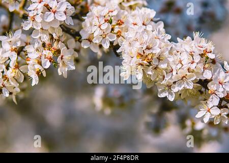 Fiori bianchi in fiore di ciliegia prugna albero. Mirabelle albero di prugne. Foto Stock