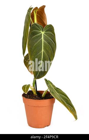 Pianta domestica tropicale 'Philodendron Melanochrysum' in vaso di fiori isolato su bianco sfondo Foto Stock