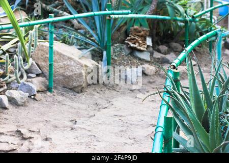 Un percorso in un giardino botanico tropicale tra cactus, agave, succulenti senza persone. Una recinzione di tubo verde che protegge le piante dai visitatori. Nuovo mondo Foto Stock