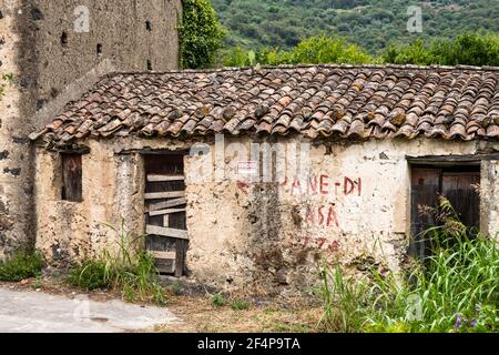 Pianta di pera di prickly che cresce sopra un tetto di tegole abbandonato, Sicilia Foto Stock