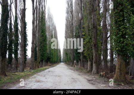 cold desert dirt path flanked by tall green ash pine trees in the Tuscan hills in italy Foto Stock