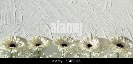 Gerbere bianche su sfondo bianco testurizzato con spazio di copia, posto per il tuo testo. Fuori gerbera bianco daisy fiori freschi naturali in una fila Foto Stock