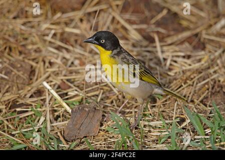 Baglafecht Weaver (Ploceus baglafecht) femmina adulta sul terreno Montagne di Bale, Etiopia Aprile Foto Stock