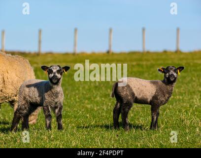 Carino femmina Katmget colorato Shetland pecore Primavera agnelli gemelli in campo verde in sole, Scozia, Regno Unito Foto Stock