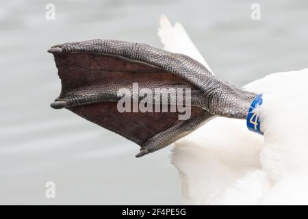 Mute Swan (Cygnus olor) piede closeup che mostra la struttura a rete e la struttura della carne. Foto Stock