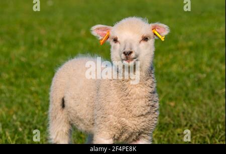 Primo piano di carino femmina Shetland pecora Primavera agnello in campo verde in Sunshine, Scozia, Regno Unito Foto Stock