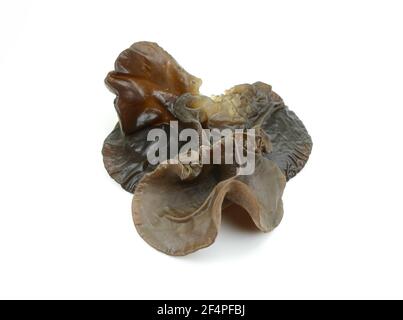 Orecchio giudei (orecchio di legno, auricularia auricula, Hirneola polytricha, orecchio di gelatina, pepeao, Orecchio di Judas), isolato su bianco. Foto Stock