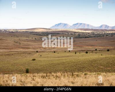 Aquila con coda a cuneo (Aquila audax) caccia sopra un pendio coperto di spinifex con le catene FILNders sullo sfondo, Australia del Sud. Foto Stock