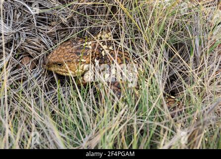 Lucertola di Shingleback (Tiliqua rugosa) che si nasconde in erba lunga, Flinders Ranges, Australia del Sud. Foto Stock