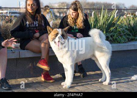 La razza bianca Akita del cane si leva accanto a due donne di capelli lunghi godendo il tramonto in primavera Eearly tempo nello spazio aperto a Londra Greenwich, Inghilterra Foto Stock