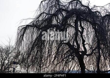 grande e imponente salice piangente di fronte al cielo bianco, al crepuscolo, senza persone Foto Stock