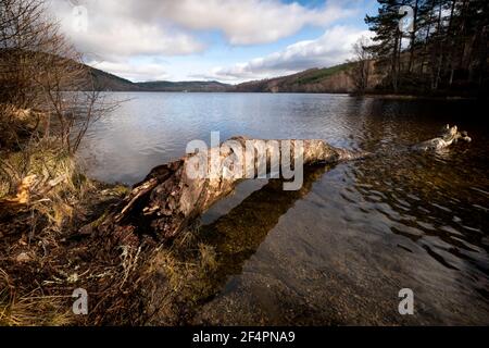 Loch Achilty vicino Contin in Ross-Shire è un grande lago d'acqua dolce senza evidente deflusso! Si ritiene che vi sia un tunnel sotterraneo di alcuni Foto Stock