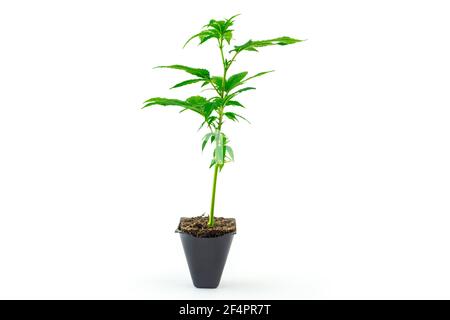 Canapa clone Girl scout cookie ceppo seedling in vaso isolato su bianco Foto Stock