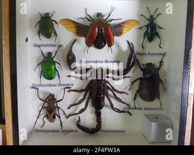 foto di primo piano di insetti e scorpioni Foto Stock