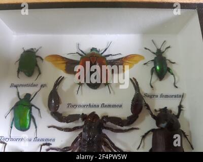 foto di primo piano di insetti e scorpioni Foto Stock