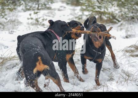 Giovani cani frolic nella foresta di inverno mattina. Tre cuccioli di Rottweiler cresciuti giocano contemporaneamente con un ramo. cuccioli di 11 mesi. Animali domestici. Foto Stock