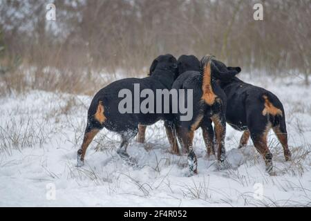 Giovani cani frolic nella foresta di inverno mattina. Tre cuccioli di Rottweiler cresciuti giocano contemporaneamente con un ramo. cuccioli di 11 mesi. Animali domestici. Foto Stock