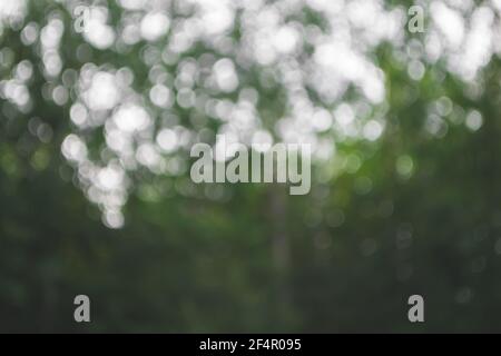 Sfondo sfocato naturale. Immagine foresta verde sfocata Foto Stock