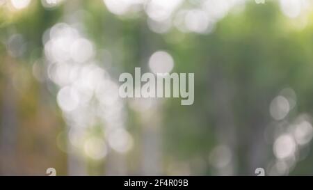 Sfondo sfocato naturale. Immagine foresta verde sfocata Foto Stock